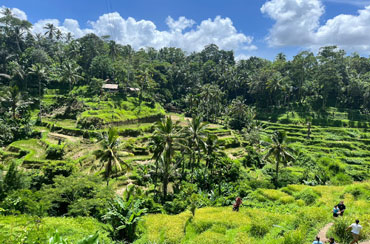 Tegalalang Race Terrace